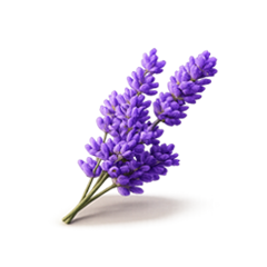Aromatherapy treatment upgrade